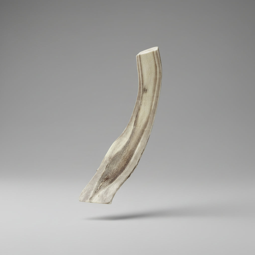 8 inches deer antler dog chew on the gray background