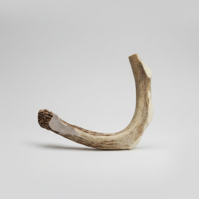 Deer antler dog chew 10 in. or more