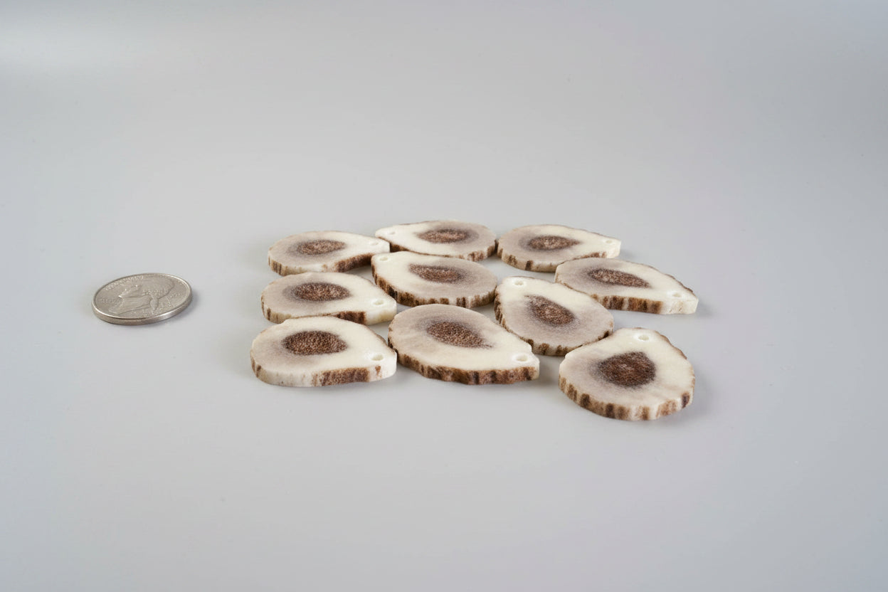side view of elk antler slices with a small hold on gray background