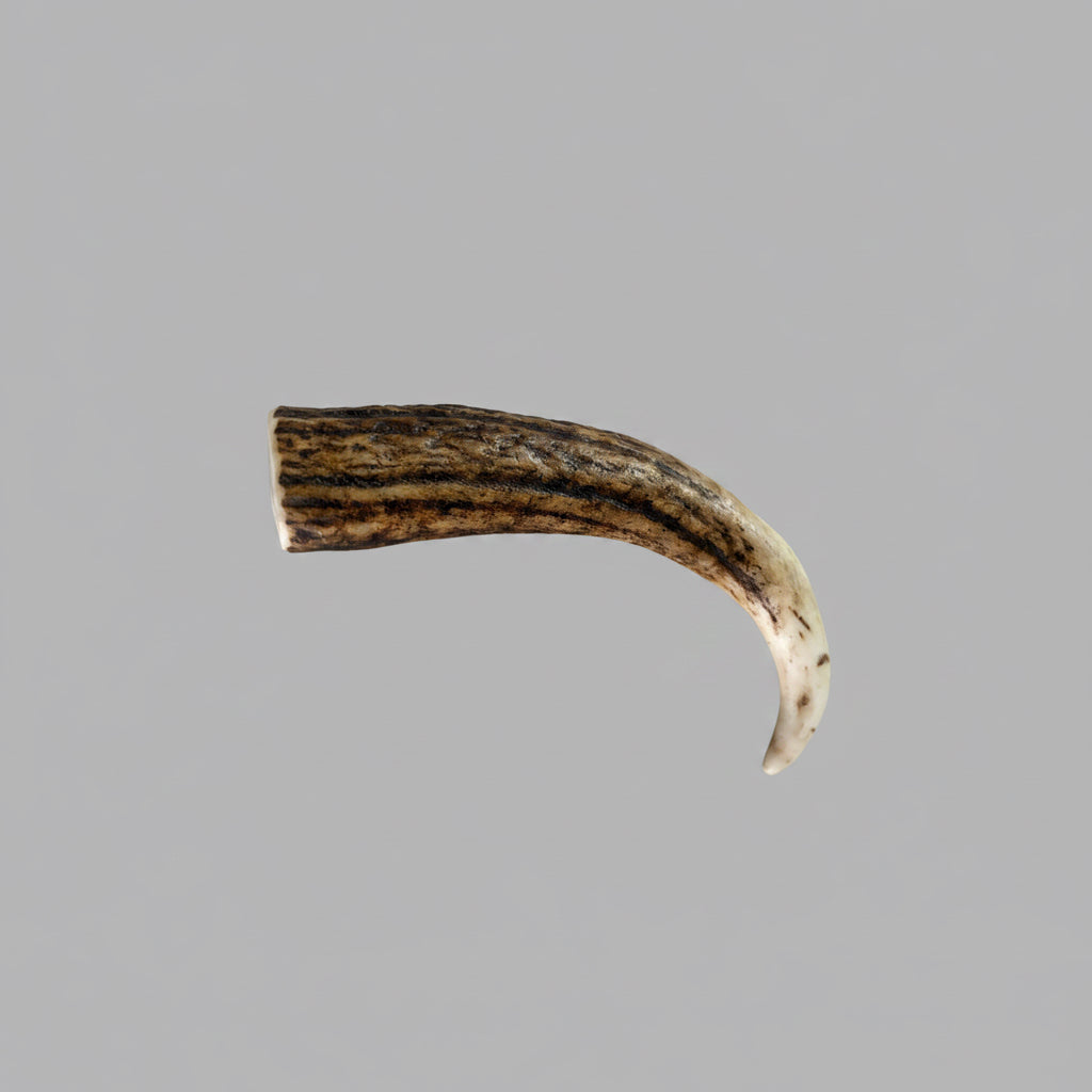 Other side elk antler piece for knife handle on gray background