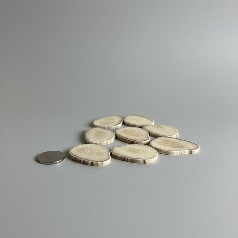 Moose antler slices on a gray background