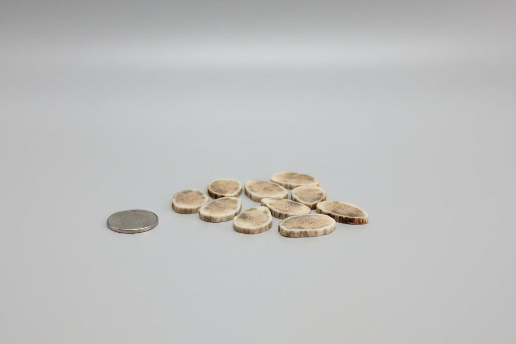 Elk antler slices on a gray background