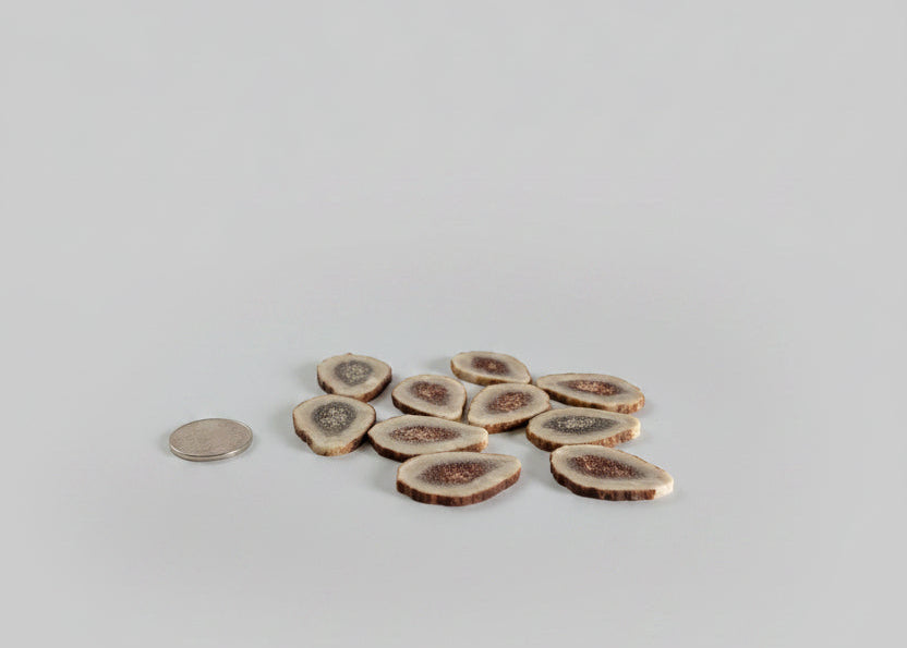 Elk antler slices on a gray bckground