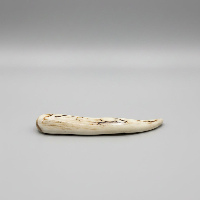 other side view of the Deer antler tips polished and decorated with strike on a gray background