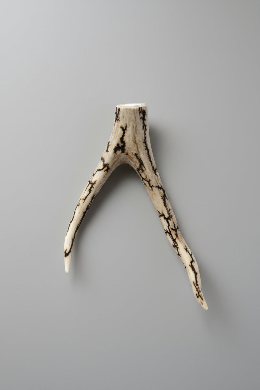 Deer antler tips feature a distinctive forked shape, with two prongs extending from a solid base with strike.
