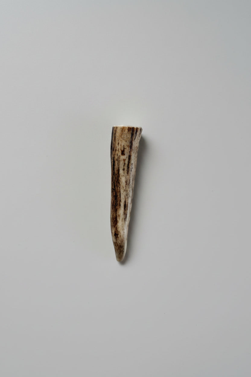 Antler tip on a gray background