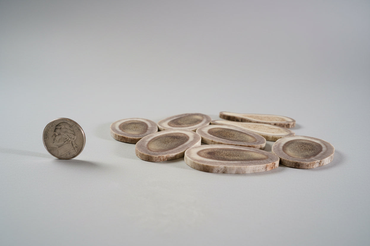 side view of caribou antler slices on a gray background