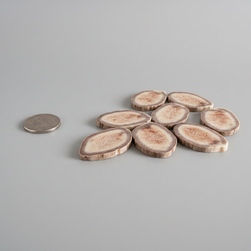Side view of caribou antler-slices on a gray background