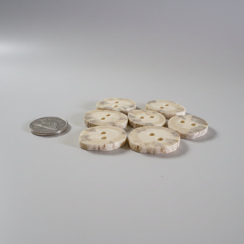Moose antler buttons on a gray background