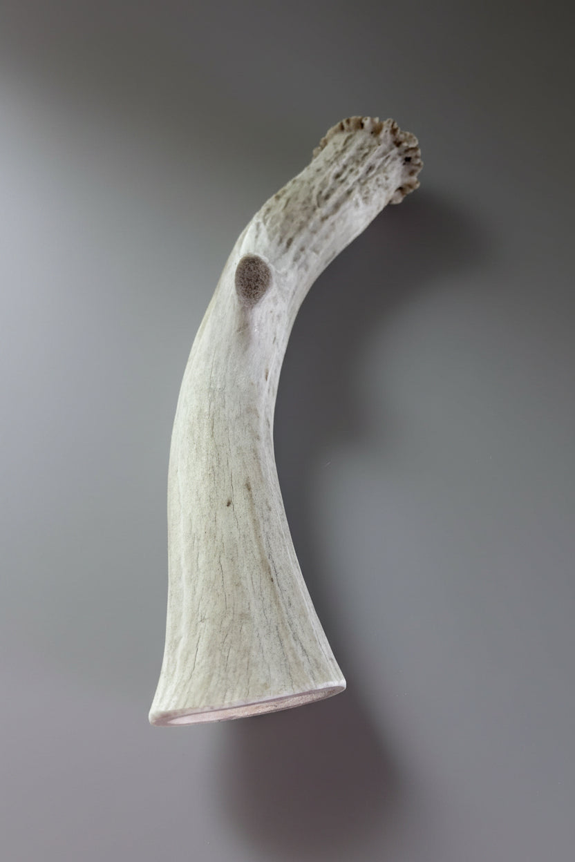 Other side of the deer antler dog chew on a gray background
