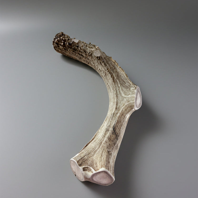 Other side of the deer antler dog chew on a gray background