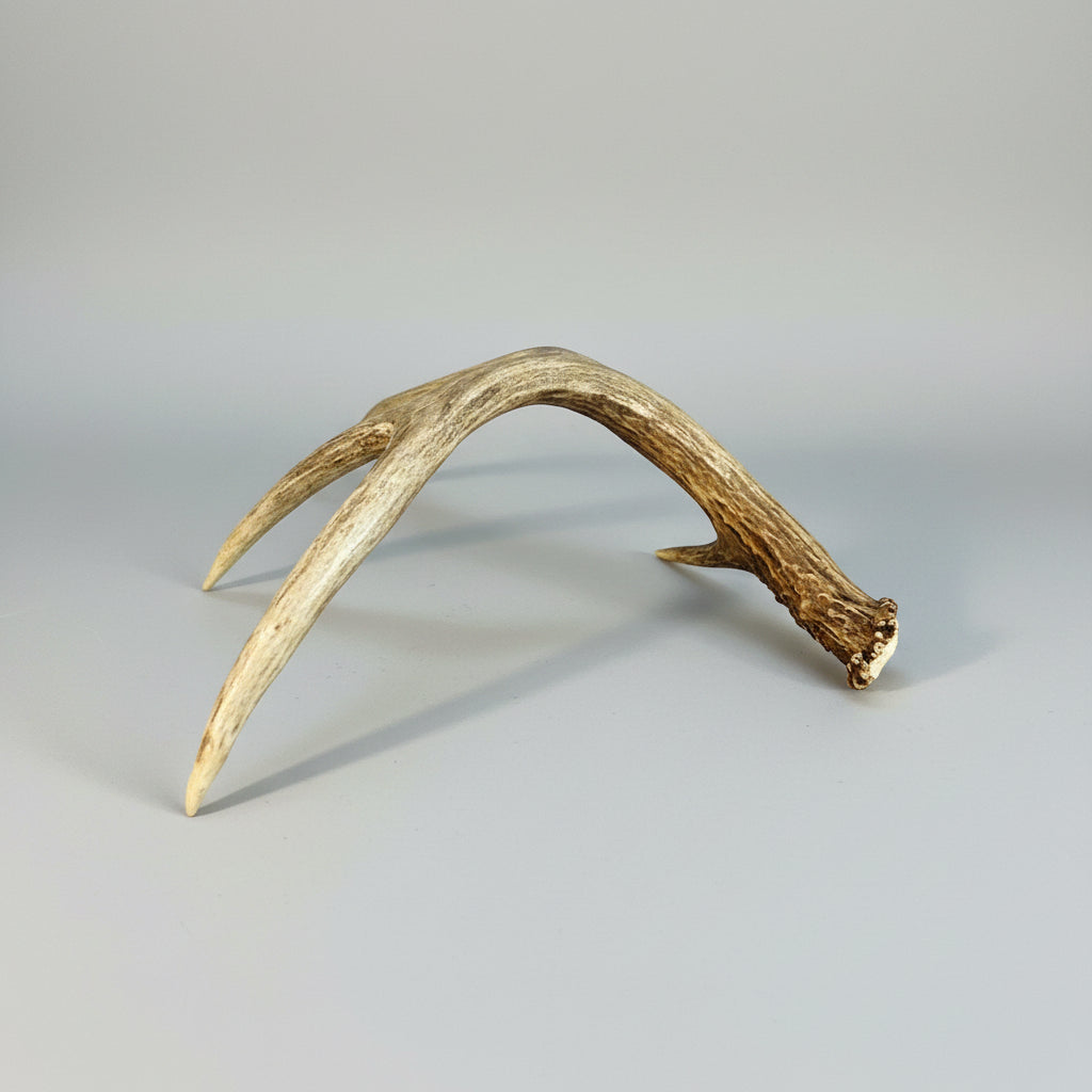 Whitetail Deer Antler Single Shed - Natural Deer Antler