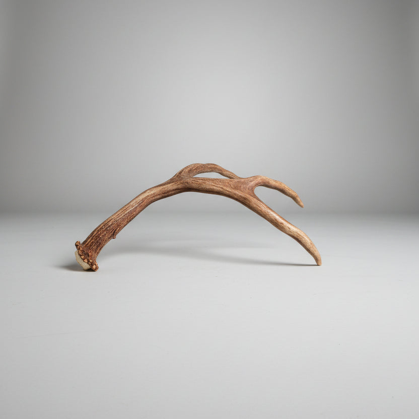 top view of this single deer antler on a gray background