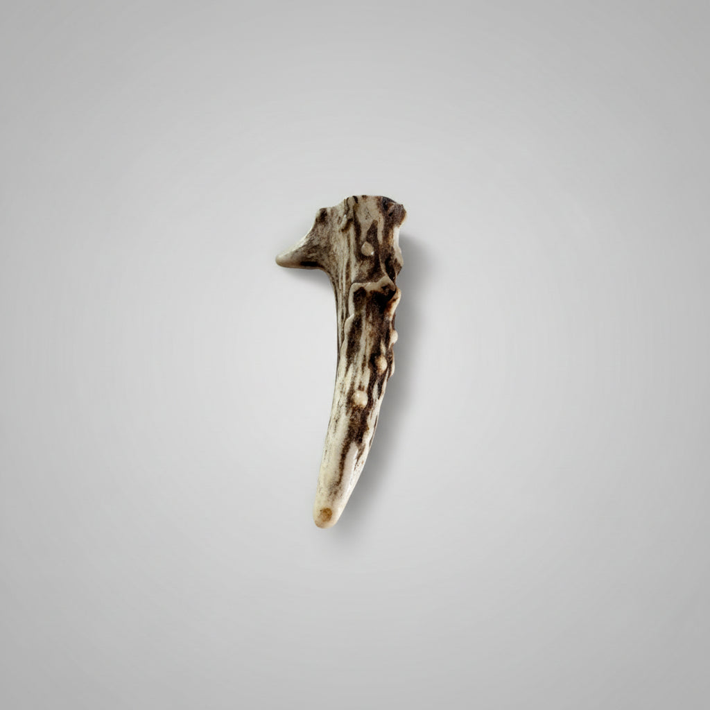 Deer antler tip on a gray background