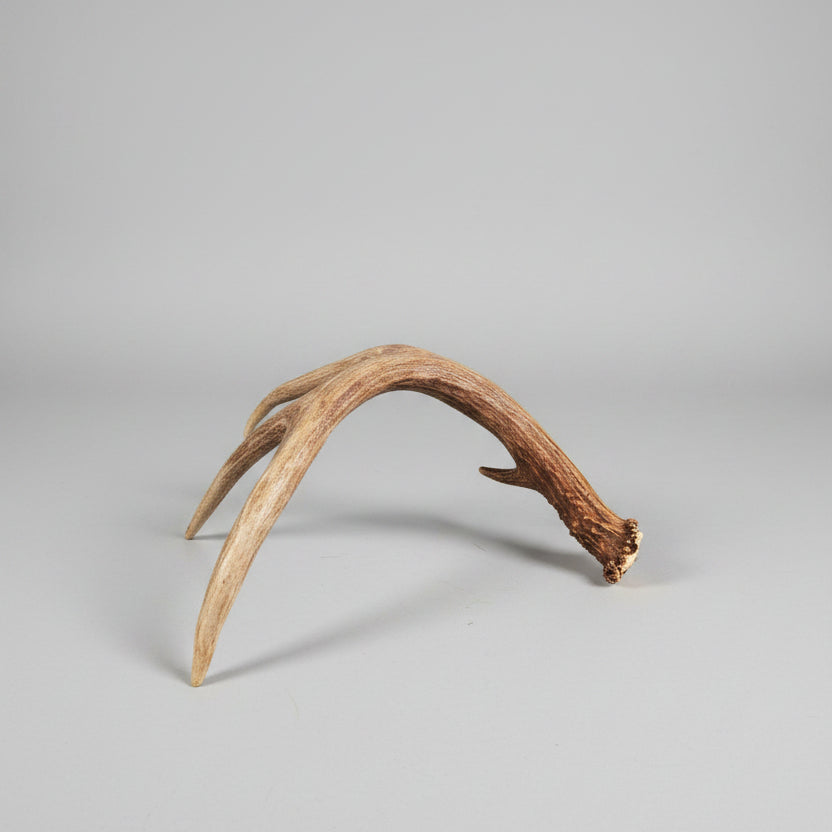 side view of this single deer antler on a gray background