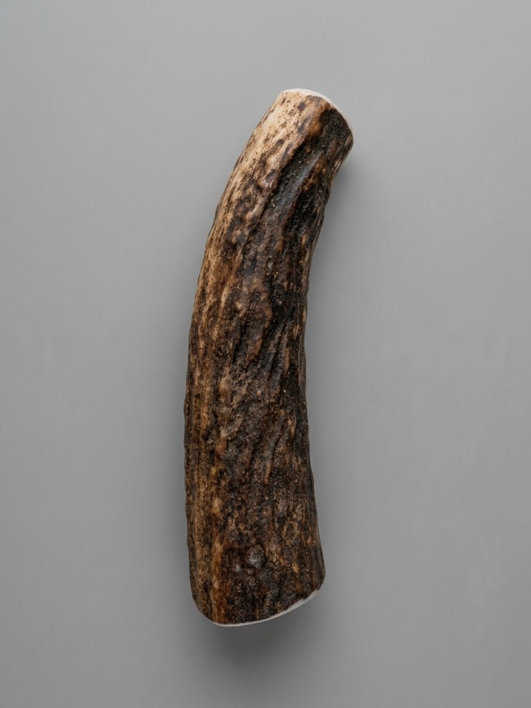 4 inch elk antler dog chew on a gray background