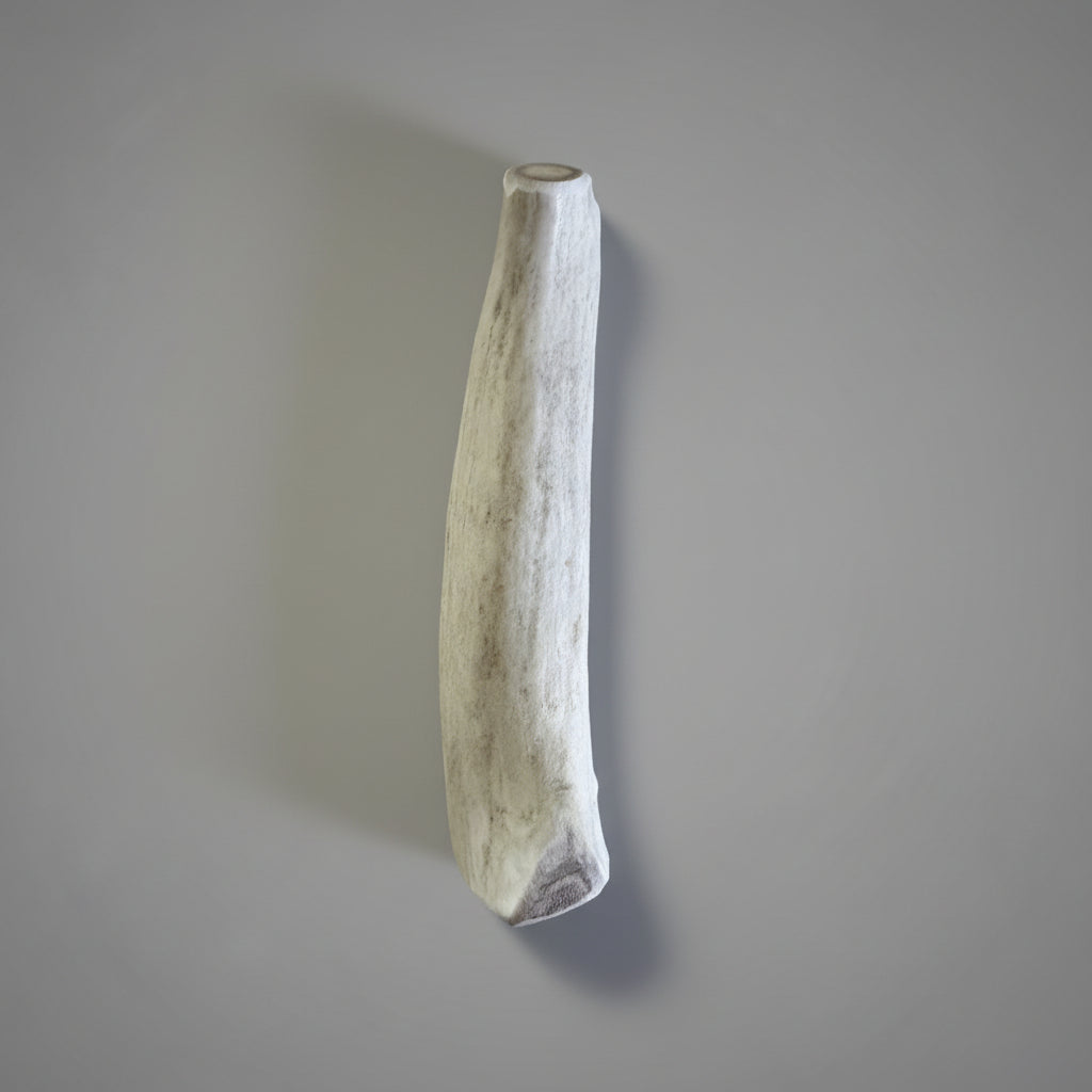 6 inches deer antler dog chew split on gray background