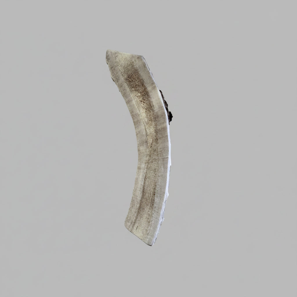 6 inches deer antler dog chew on a gray background