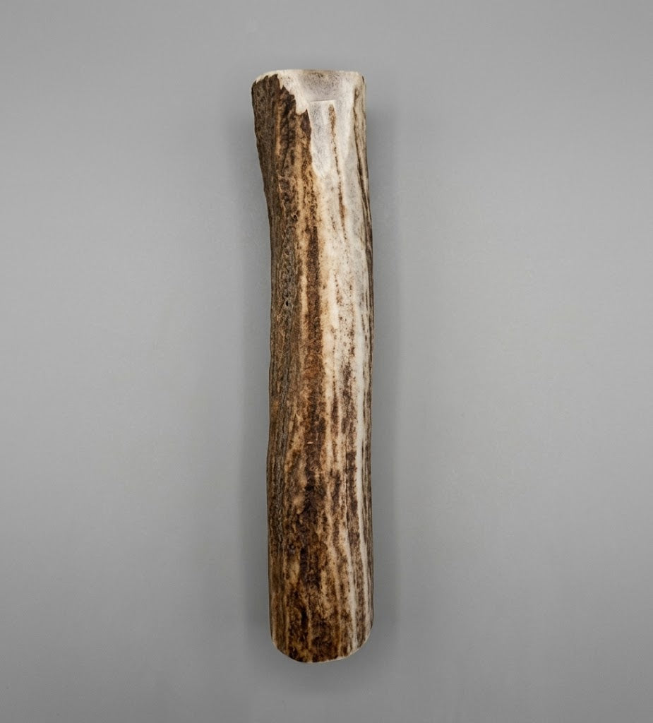 6 inch elk antler dog chew on a gray background