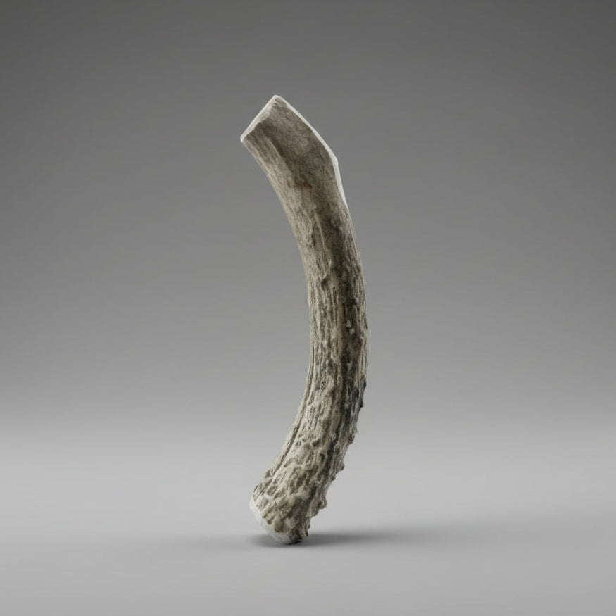 6 inch Round deer antler dog chew on a gray background
