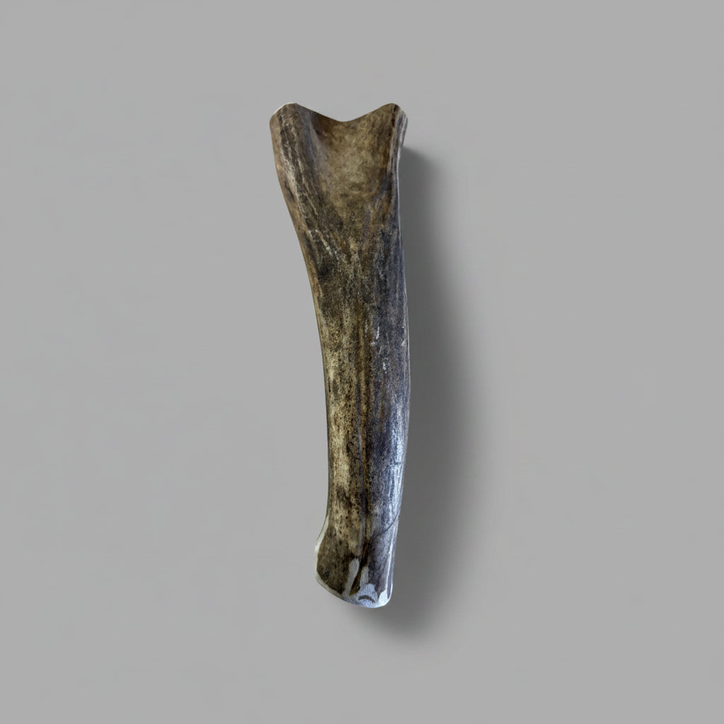 8 inch deer antler dog chew on a gray background