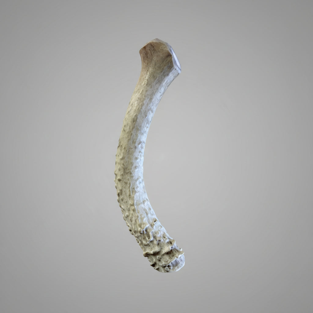 8 inch deer antler dog chew on a gray background