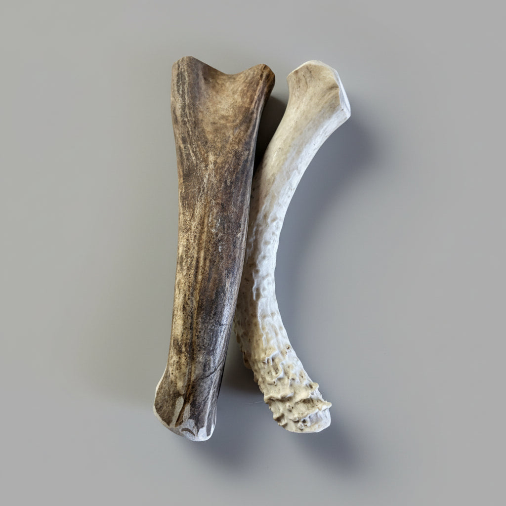 8 inch round deer antler dog chew on a gray background
