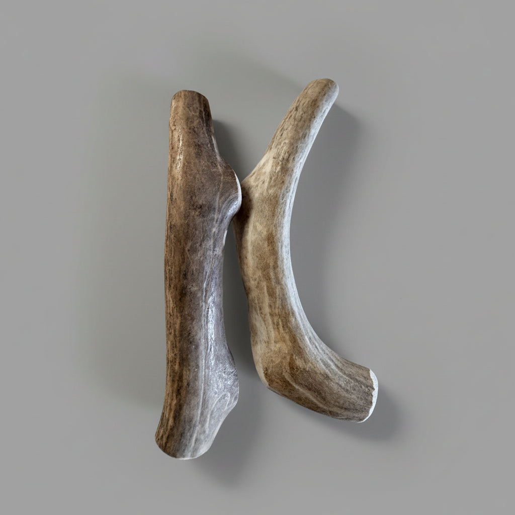 8 inch round deer antler dog chews on a gray background
