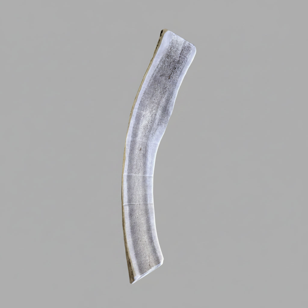 8 inches deer antler dog chew on a gray background