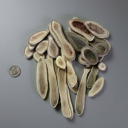 Random caribou antler slices on a gray background