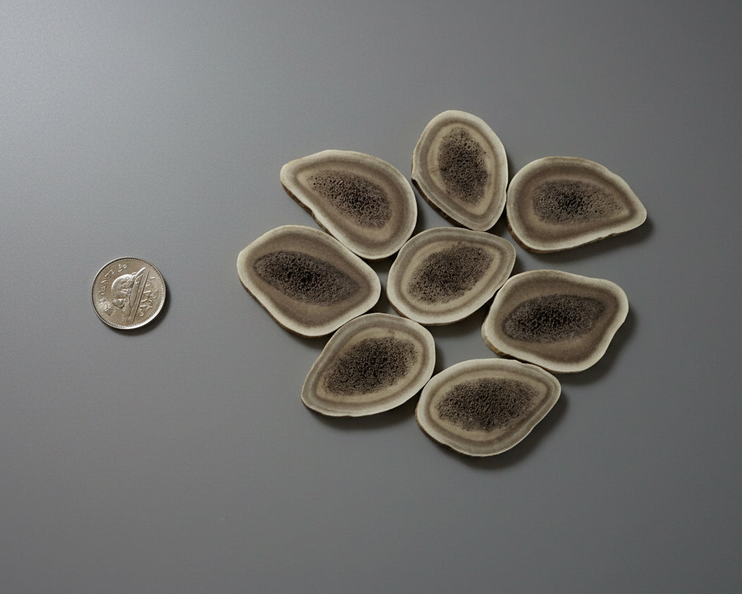 Caribou antler slices on a gray background