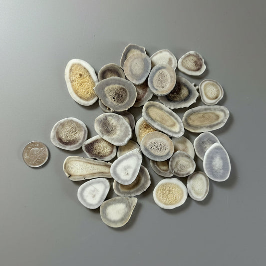 Deer antler slices on a gray background