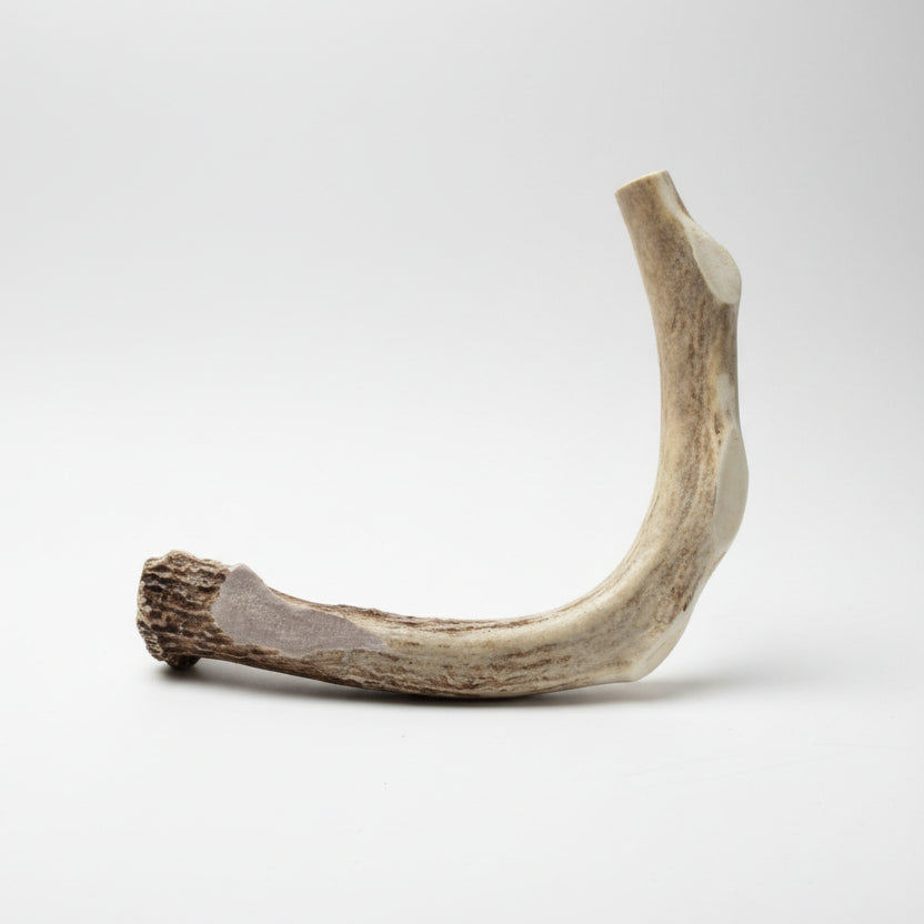 deer dog chews on a gray background