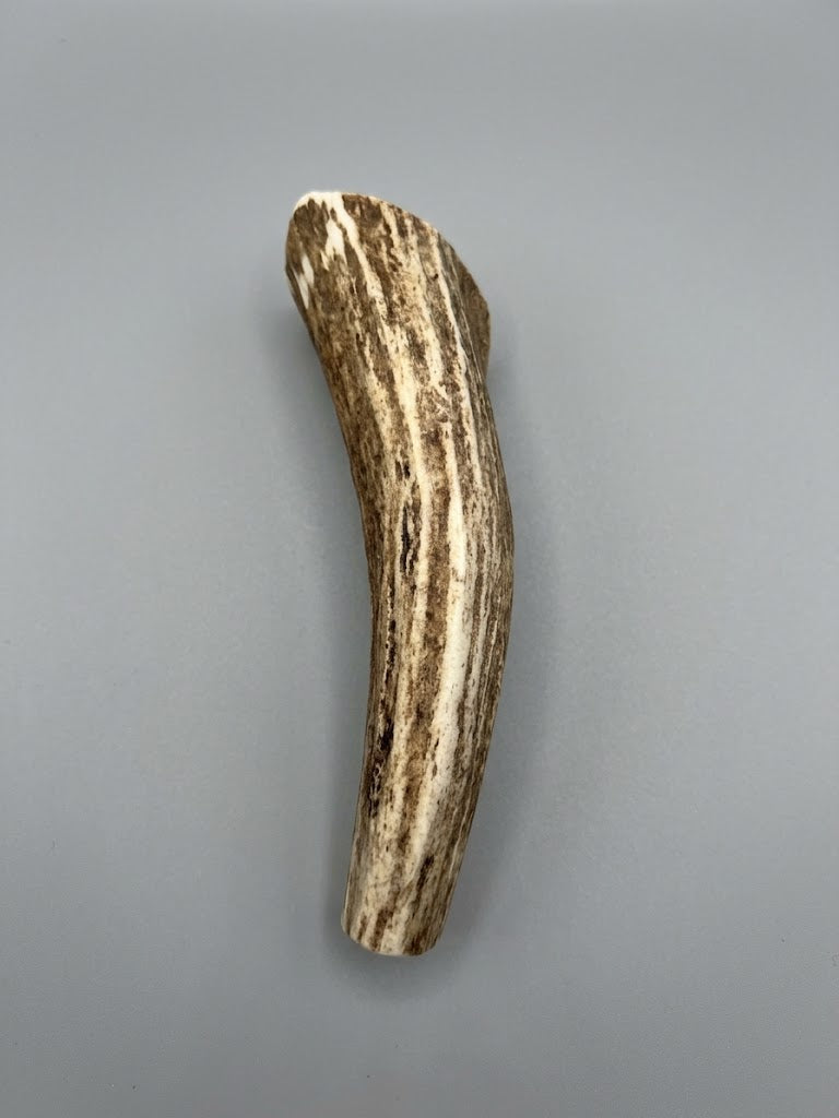 6 Inch Elk Antler Dog Chew Round - Natural Shed Elk Antler