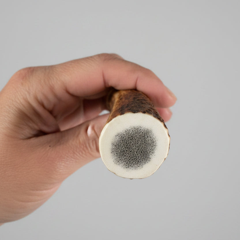 Large end of the elk antler pieces on a gray background