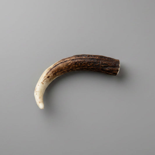 Elk antler piece for knife handle on  gray background