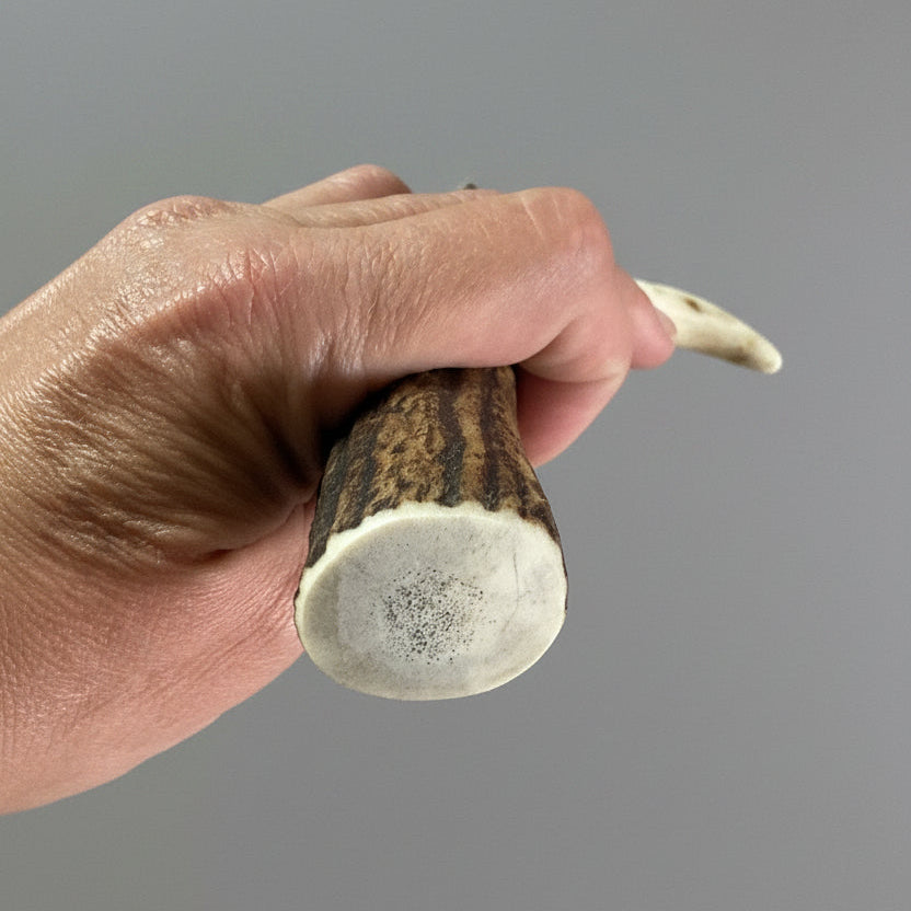 The bigger end of elk antler piece for a knife handle on a gray background