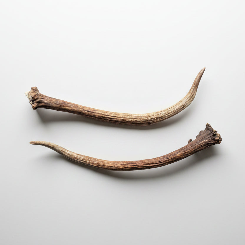 2 elk antlers on a gray background