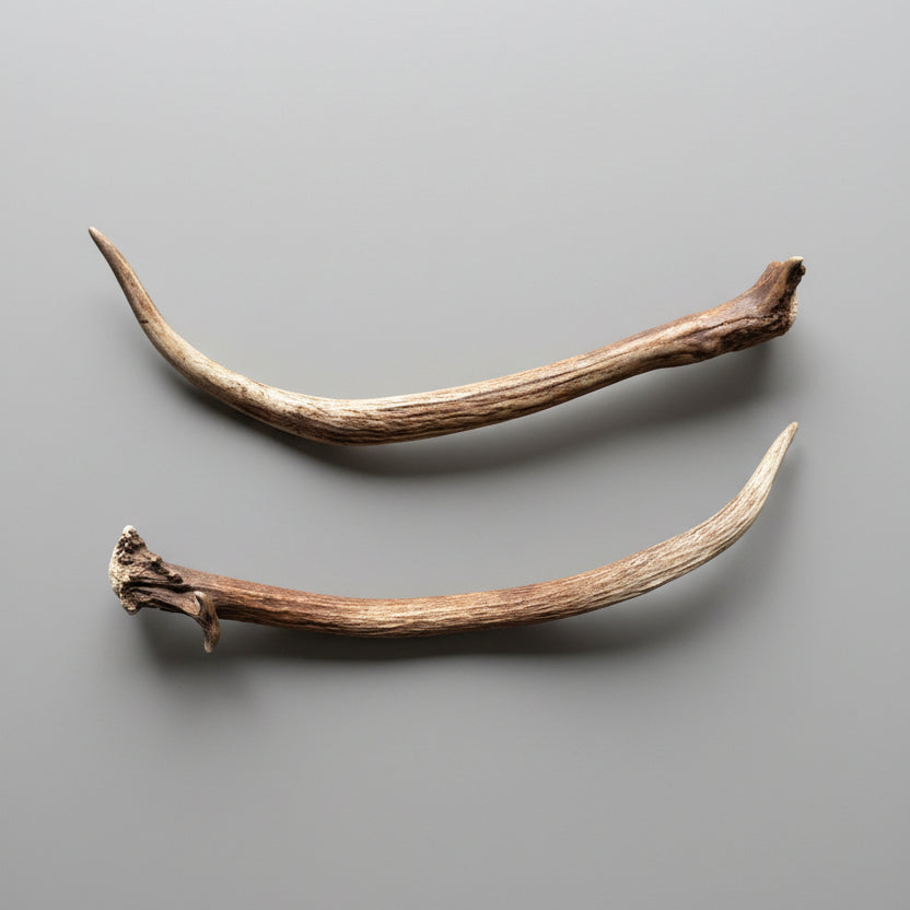 2 elk antlers on a gray background