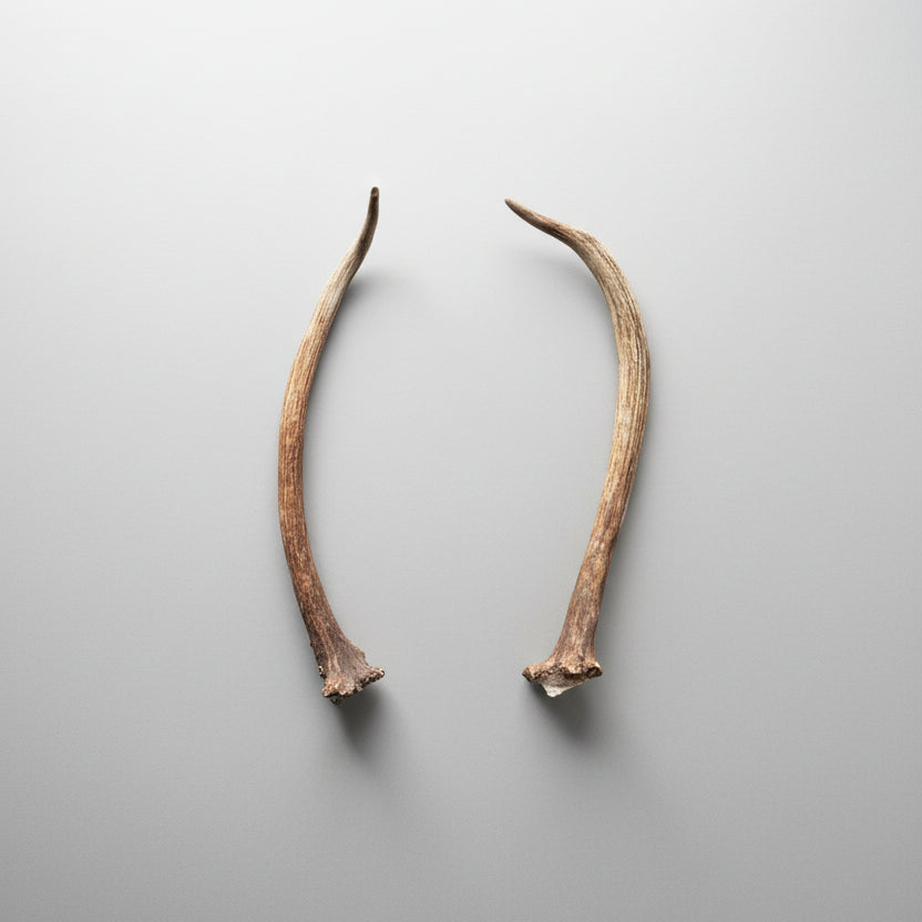2 elk antlers on a gray background