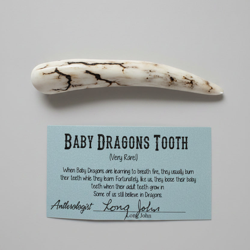 Dragon tooth like made of a deer antler tip with black strike on a gray background