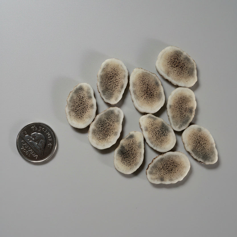 Elk antler slices on a gray background