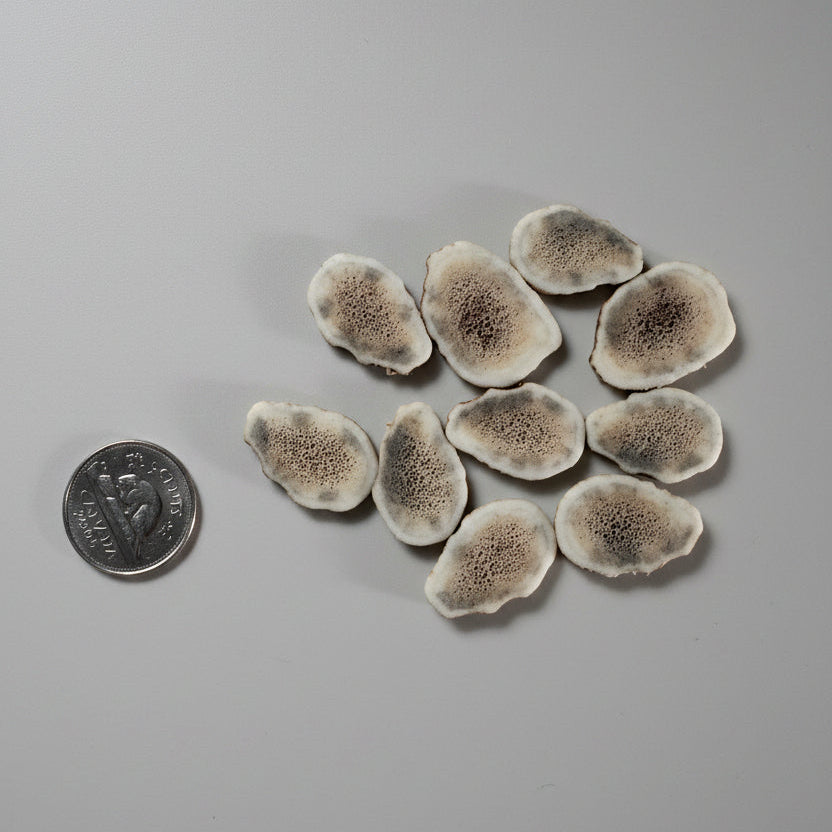 Elk antler slices on a gray background