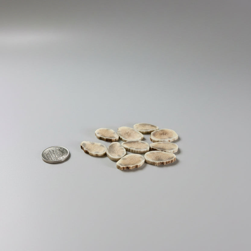 Elk antler slices on a gray background