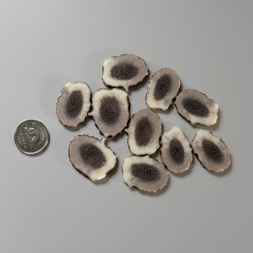 Elk antler slices on a gray background
