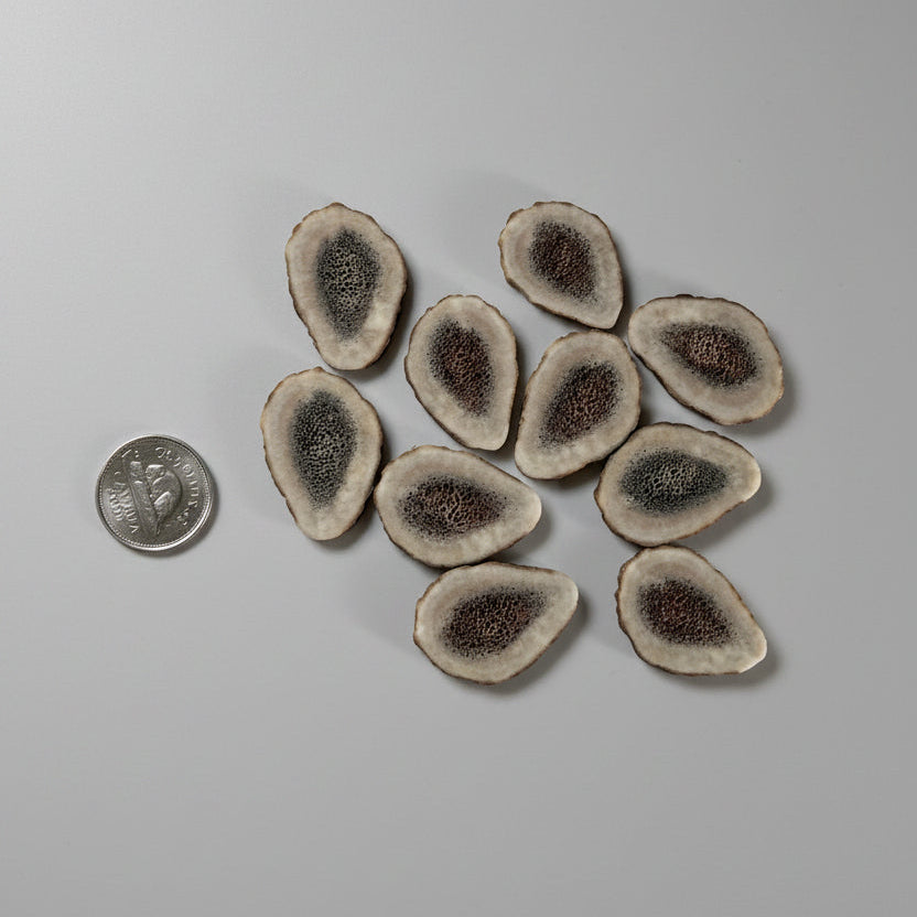 Elk antler slice on a gray background
