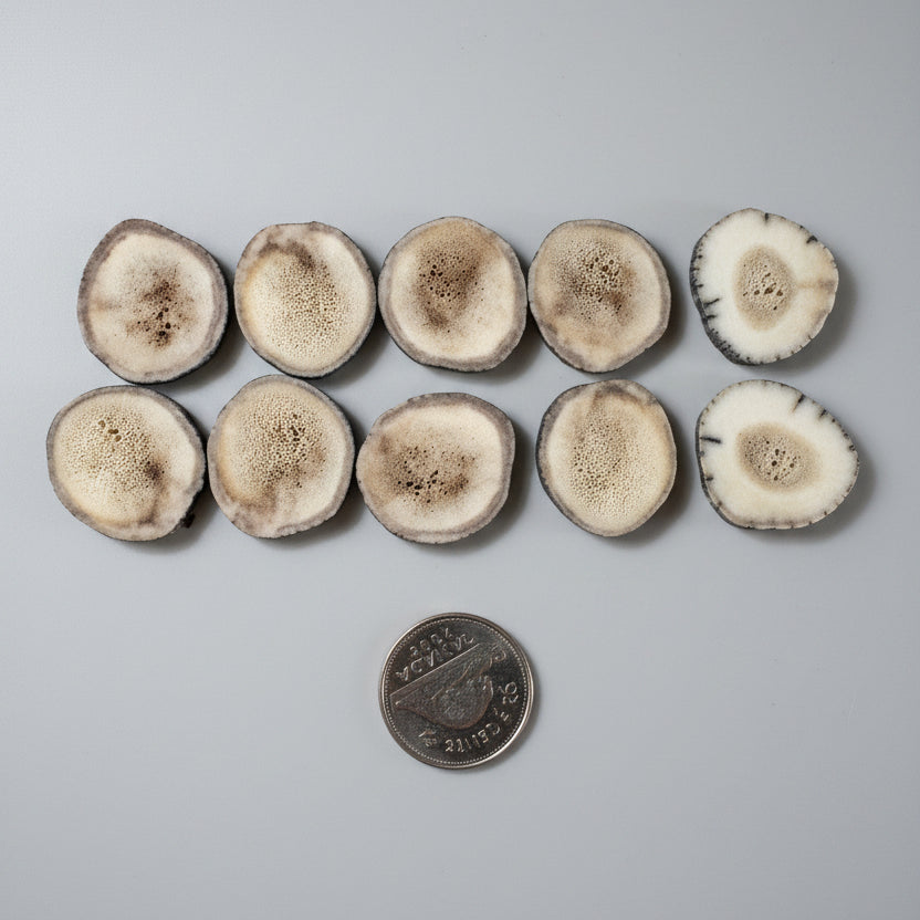 Medium deer antler slice on a gray background