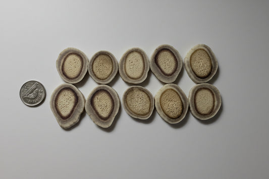 Large deer antler slice on a gray background