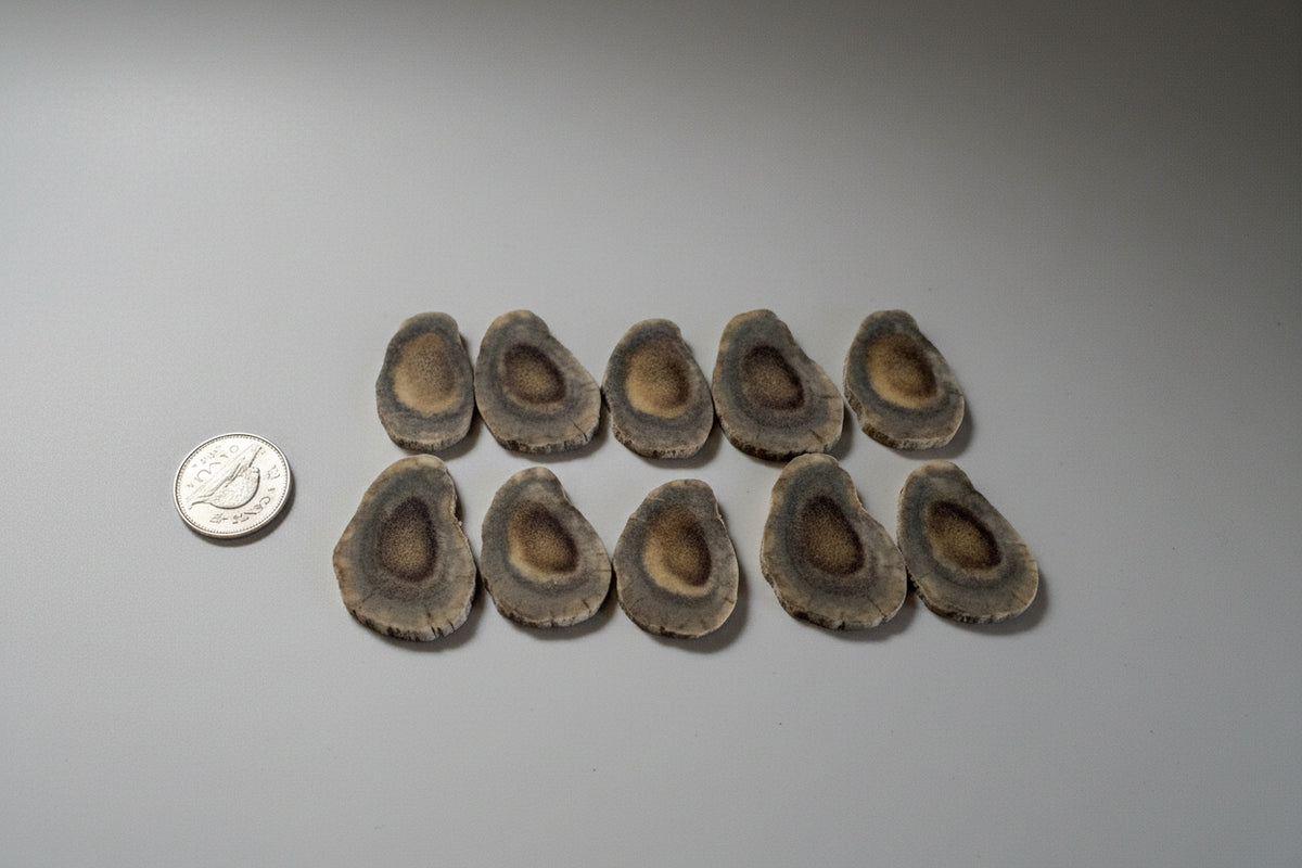 Medium deer antler slice on a gray background