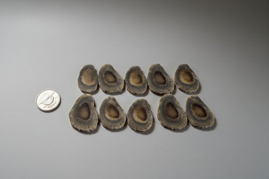 Medium deer antler slice on a gray background